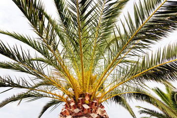 Fototapeta na wymiar Palm tree detail