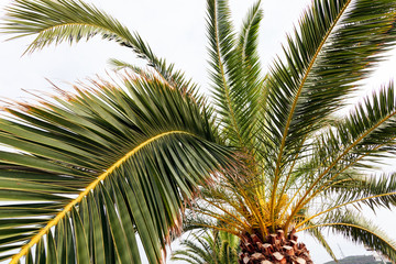 Obraz na płótnie Canvas Palm tree detail