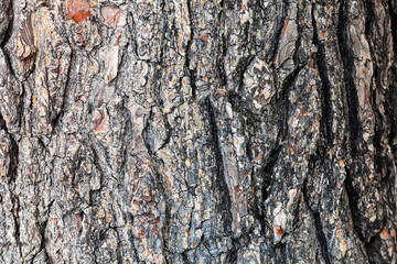 tree bark
