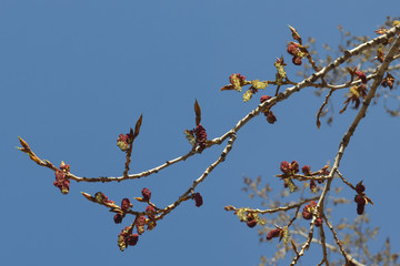 Poplar branch in the spring