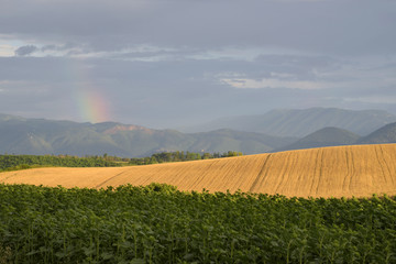 Rainbow
