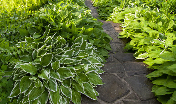 stone stairs within green leaves of hosta