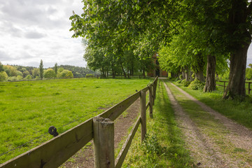 Weidelandschaft mit Feldweg und Baumhorizont