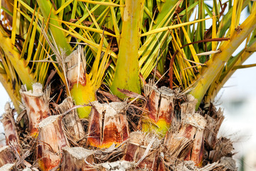 Palm tree detail