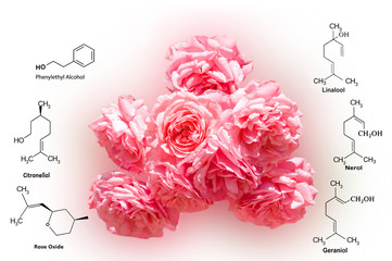 Rose aromate. The chemical components of the smell. Aromatic oil.