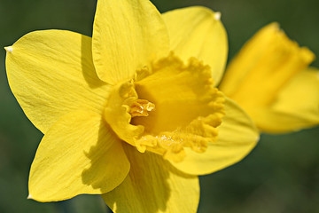 Narcissus flowers in garden