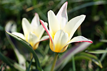 Lily-flowered tulip
