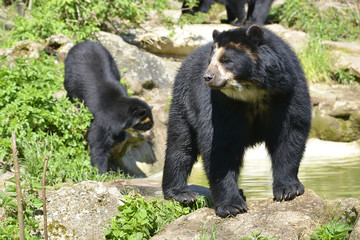 Fototapeta na wymiar Andean bears