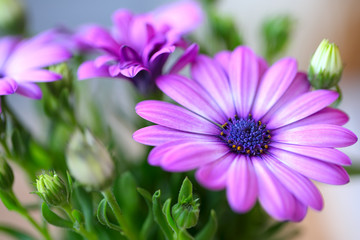 beautiful purple daisies