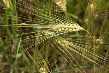 Detail of green Barley Spikes