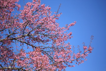 pink cherry blossom flowers in garden at chiang mai, thailand