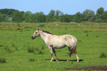 Horse in a green meadow in summer.