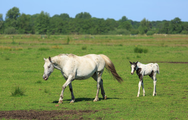Horses and colt in a green meadow in summer.