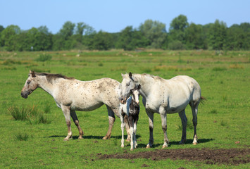 Horses and colt in a green meadow in summer.