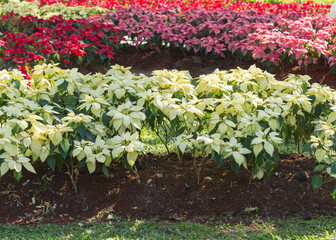 red and white poinsettia tree in garden