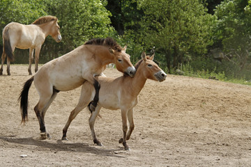 Przewalski-Fohlen in Aktion