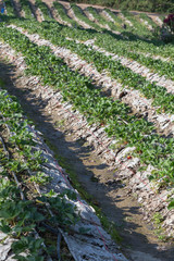 Fototapeta na wymiar strawberry fruit in field plantation of agriculture
