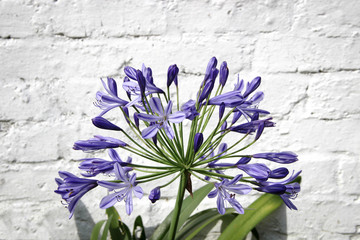Agapanthus flower on brick wall background