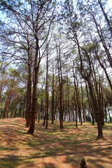 coniferous forest
