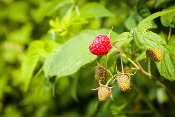 framboise