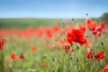 Obraz premium Red Poppies Background
