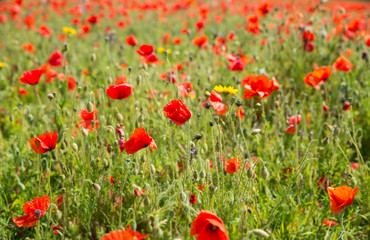 Poppy Field Balckground