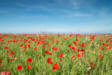 Poppy Field With Blurred Background