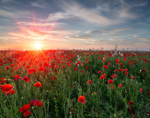 Fototapeta na wymiar Poppy Field Sunset