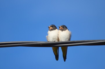 Swallow twins
