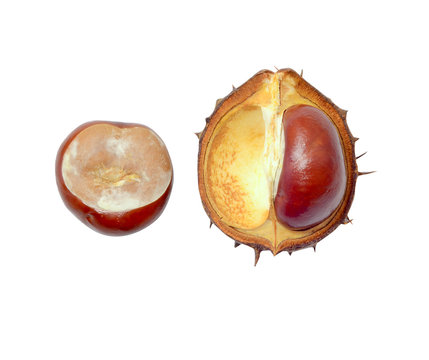 open fresh chestnut