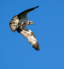 Osprey with fish