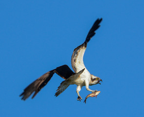Osprey with fish