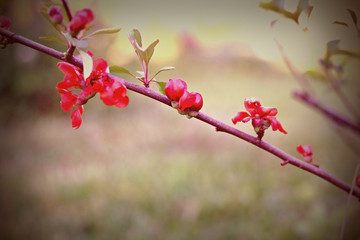 Chaenomeles japonica