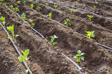peperoni e melanzane