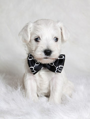 white puppy in bow tie