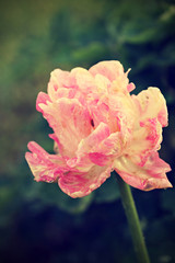 Tulipa "Angelique", retro filter effect