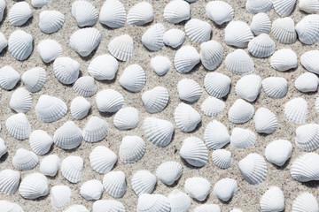 Shells on the beach as background