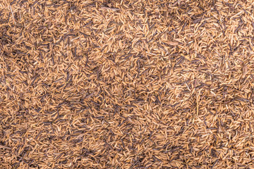 paddy of dry on canvas after harvesting
