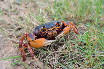 Mealy crab (Thaipotamon Chulabhorn)