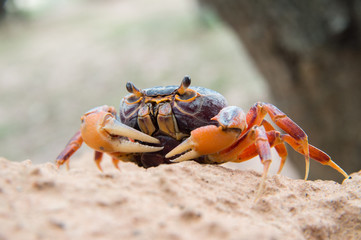 Fototapeta na wymiar Mealy crab (Thaipotamon Chulabhorn)