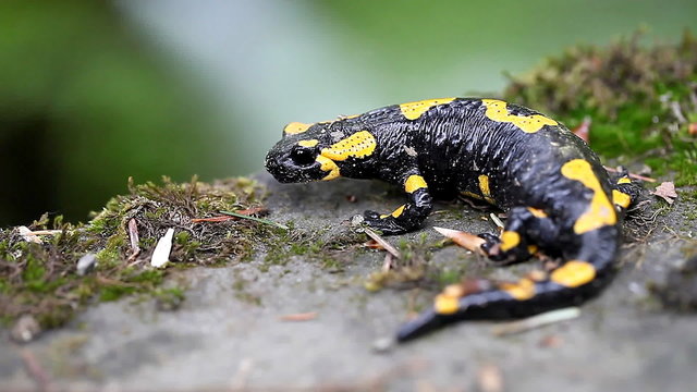 Salamander in the Wild