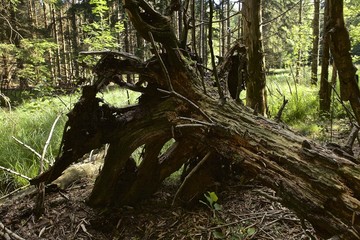 foresta, alberi distyrutti