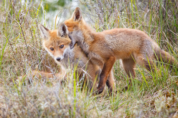 Naklejka na ściany i meble red fox cubs