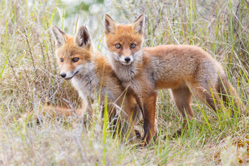 Naklejka na ściany i meble two red fox cubs 