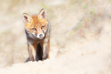 red fox cub
