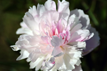 Peony lactiflora flower