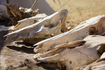 cow skulls lying on animal furs