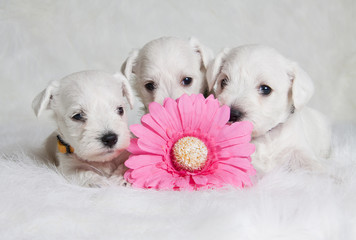 white puppies with pink flower