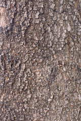 tree bark texture pattern for background