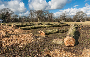 Felled Trees